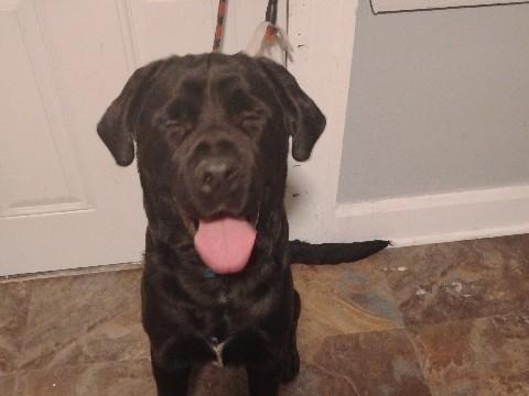 Mastador – 14 month Mastador needs a new home – Detroit