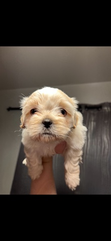 Shih Tzu – Shihtzu Puppy