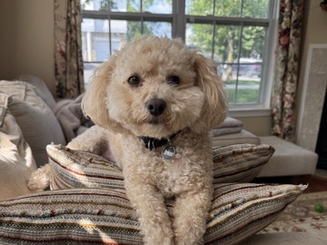 Maltipoo – Maltipoo – Easton
