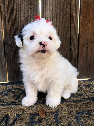 Shih Tzu – Maltese/Shihtzu Puppy