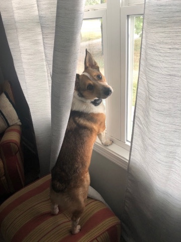 Cardigan Welsh Corgi – Rehoming loving dog