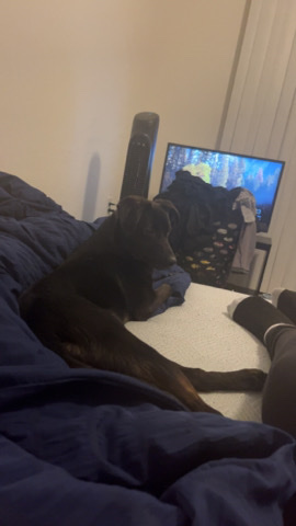 German Shepherd – German Shepherd/Lab Mix