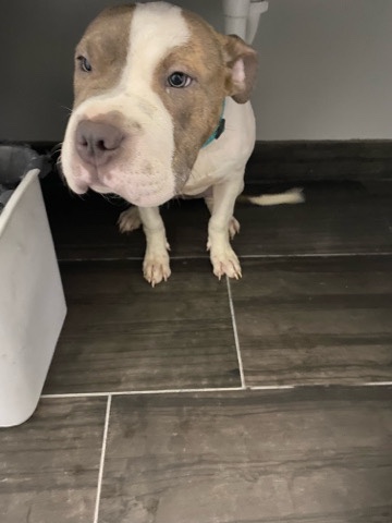 American Pit Bull Terrier – GatorXRazor Breed Pit