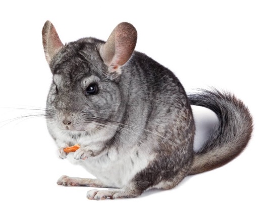 Any – Chinchilla