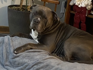 American Pit Bull Terrier – blue pit bull – Polk City