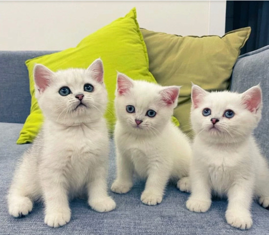 British Semi-longhair – British kitten