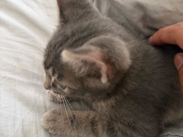American Shorthair – Rehoming for kitten – South Fulton