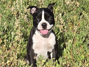 Boston terrier girl
