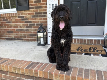 Goldendoodle – Oreo – Fayetteville