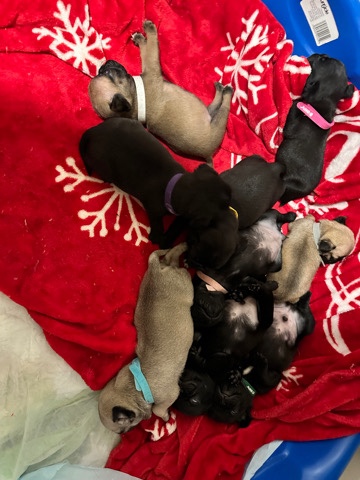Pug – pug puppies