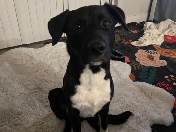 Border Collie – Mix Puppy – Meridian