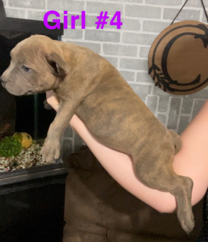 American Bully-Pocket