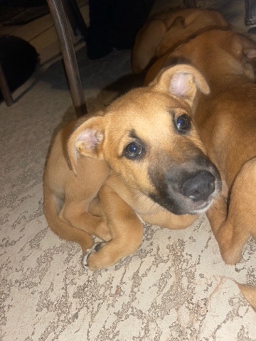 Southern Hound – black mouth cur is the dog breed.
