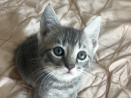 Russian White, Black and Tabby – BEAUTIFUL KITTEN – Temecula