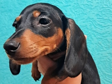 Dachshund – "Green" AKC Male Blk and Tan – Vernon