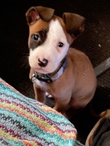 American Pit Bull Terrier – Baby Pitbull puppy