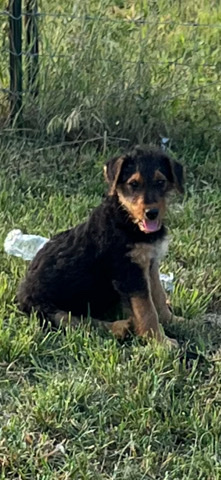 Airedale puppies