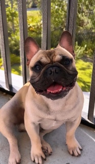 French Bulldog – Bruce