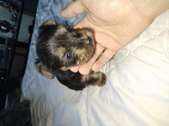 selling yorkie puppie