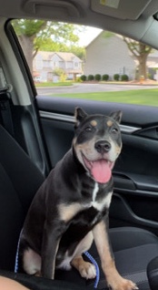 American Pit Bull Terrier – Tri color Pitbull