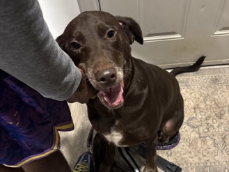 Labrador Retriever – Nova Needs a New Home – South Fulton