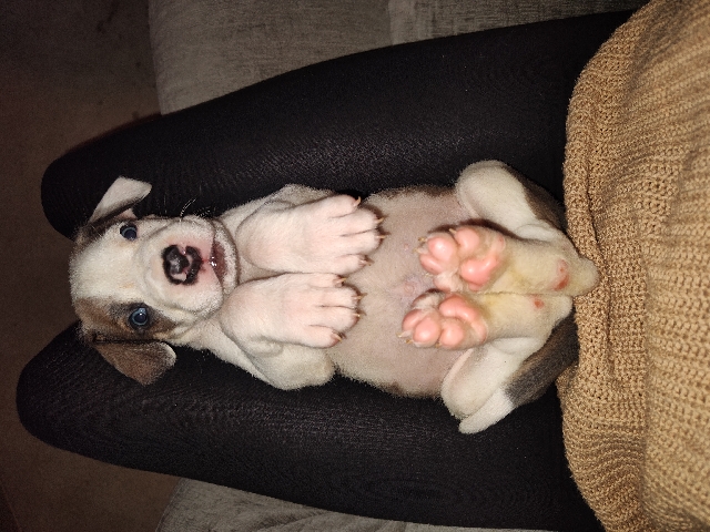 Great Dane – AKC Great Danes Puppies Available Now