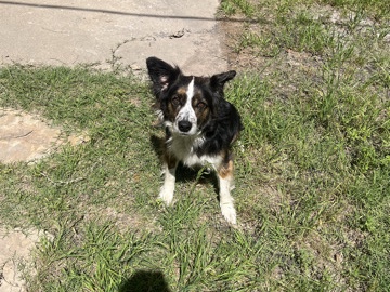 Australian shepherd/Jack Russell