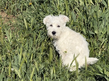 Miniature Schnauzer – Purebred miniature schnauzer – Moreno Valley