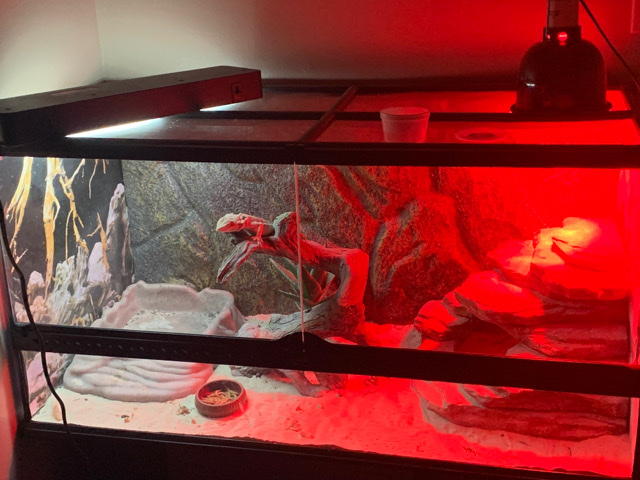 Need Home for Bearded Dragon