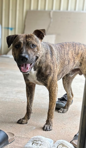 staffy/pitbull free to good home