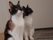 Others - 2 Katzen  available for adoption in Lübeck