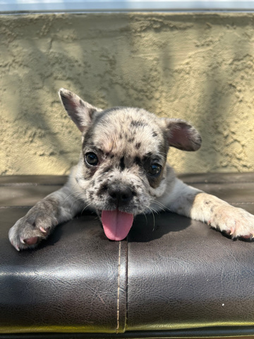 French Bulldog – french bulldog litter