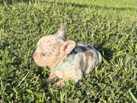 French Bulldog – French Bulldogs – Orlando