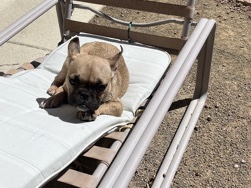 French Bulldog – puppy French bulldog needs a new home – Nogales