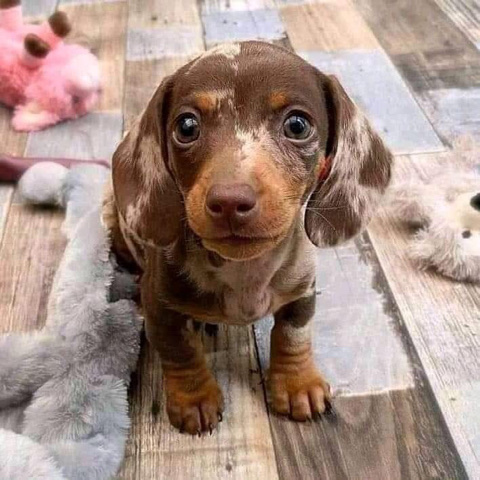 Dachshund – dachshund puppy
