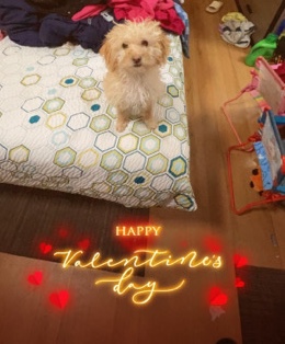 Yorkshire Terrier – Yorkie Spaniel