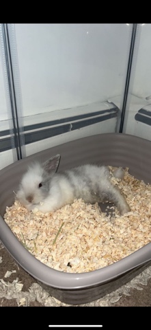 Lionhead – Lionhead Bunny
