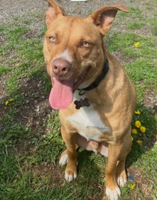 American Staffordshire Terrier – Louie