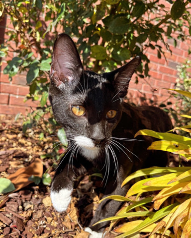 Tux needs a new home near Memphis TN