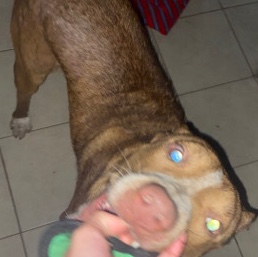 Bull and Terrier – Free female bull terrier