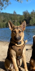 German Shepherd – German Sheperd