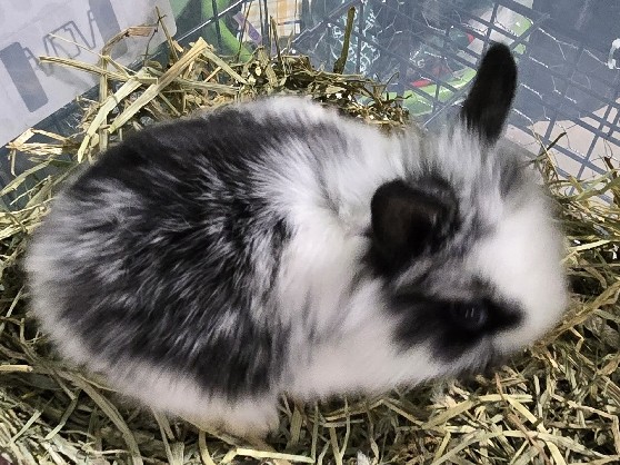Lionhead – purebred Lionhead bunnies – Jesup
