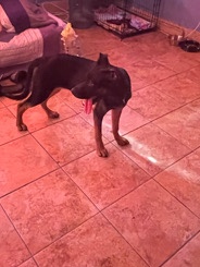 German Shepherd – active