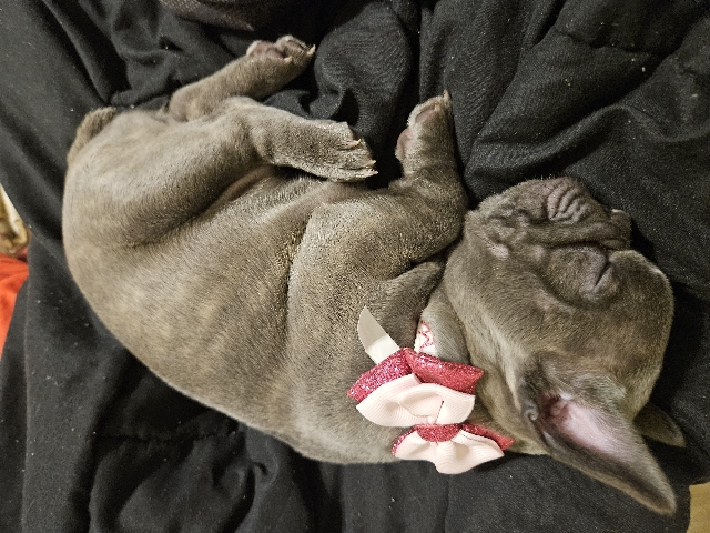 French Bulldog – Frenchie Puppy