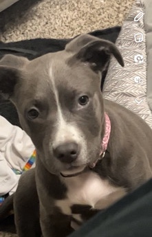 American Pit Bull Terrier – female American pitbull terrier