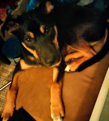 Australian Kelpie – he'll love you forever