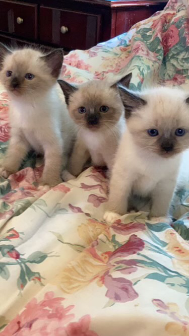 Siamese – Three 4 week old Siamese kittens