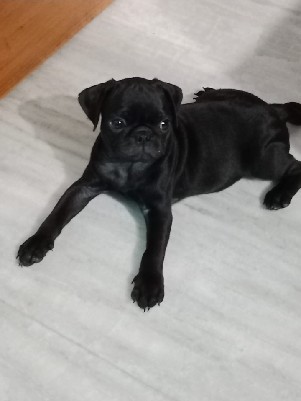 Pug – name -oggy