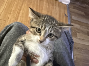 kitten – Denver