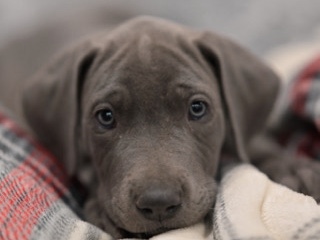 Great Dane – Great Dane Female – Denmark